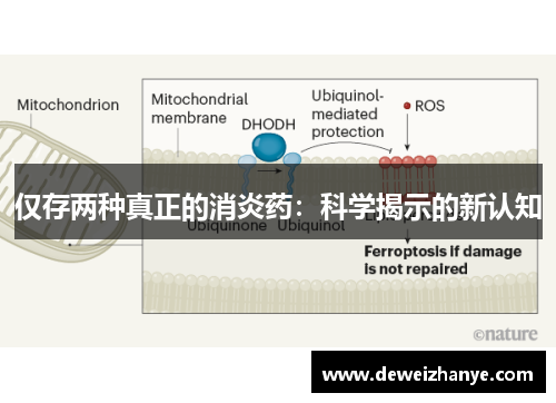 仅存两种真正的消炎药：科学揭示的新认知